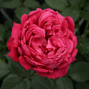 ALEXANDRE ASTIER® var. Meilehagan